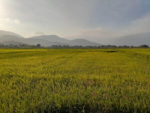 当帰芍薬散はPMSにどのような効果があるのか？
