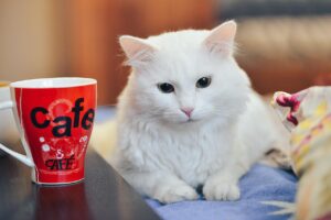 ピルの飲み忘れを防ぐための対策は？