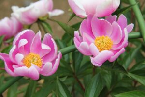 当帰芍薬散でイライラを解消する方法は？