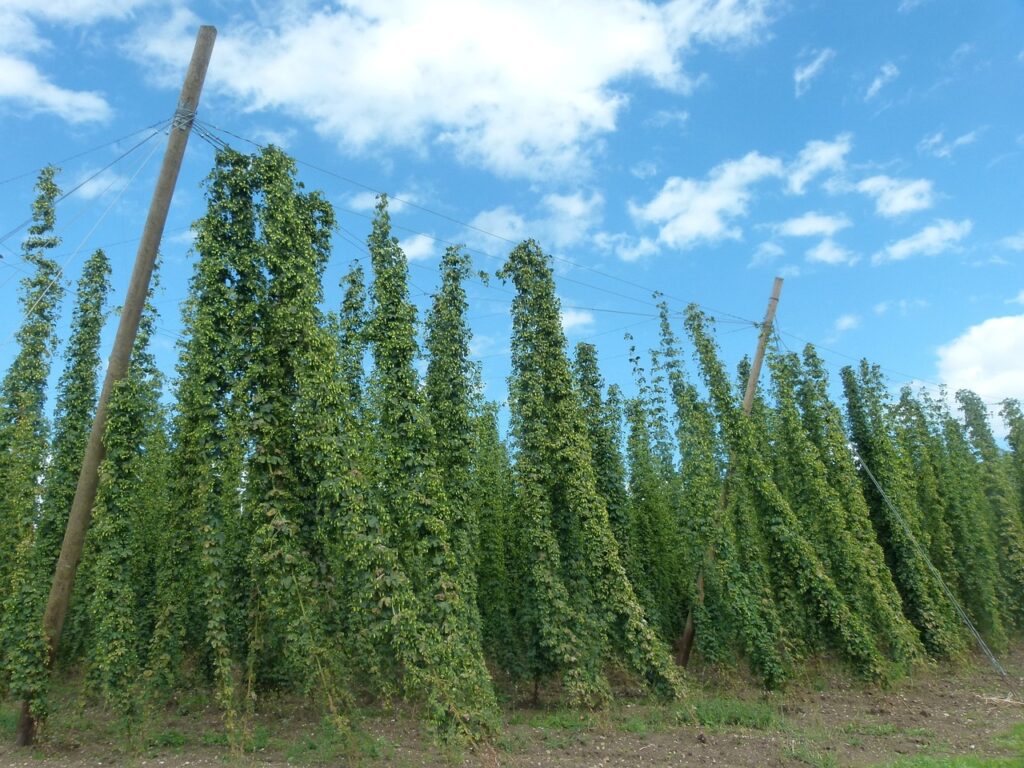 当帰芍薬散とピルの併用は安全ですか？