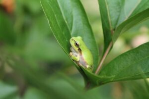 当帰芍薬散とピルの併用は安全なのか？