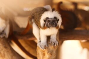 月経困難症に対するピルの処方をネットで受ける方法は？