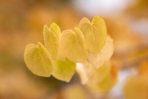 桂枝茯苓丸加ヨクイニンは子宮筋腫にどのように効果があるのか？