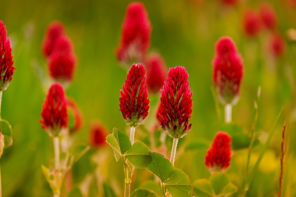 生理不順を改善するための当帰芍薬散の効果とは？