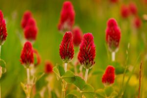 生理不順を改善するための当帰芍薬散の効果とは？